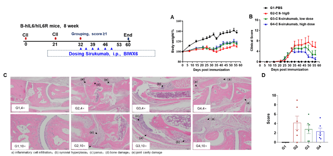 Sirukumab (in house) treatment improved clinical outcomes in B-hIL6/hIL6R mice with collagen-induced arthritis (CIA). Dose-dependent benefits were observed in body weight (A) and clinical scores (B). Histopathological analysis of joints confirmed reduced inflammation and tissue damage, as shown by H&E staining © and histology scores (D). Mean ± SEM.