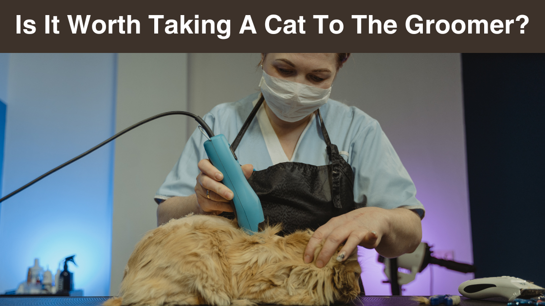 Is It Worth Taking A Cat To The Groomer? Furrytalez Medium
