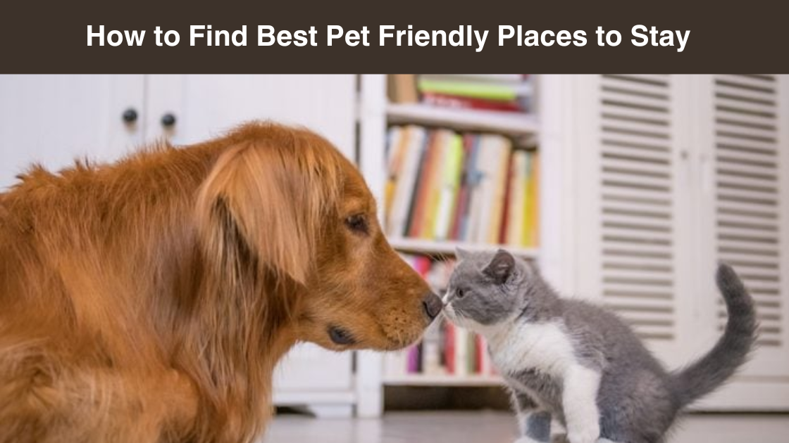 how-to-find-best-pet-friendly-places-to-stay-furrytalez-medium