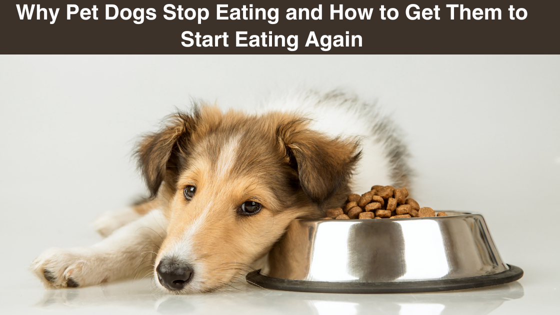 Why Pet Dogs Stop Eating and How to Get Them to Start Eating Again by Furrytalez Nov, 2023