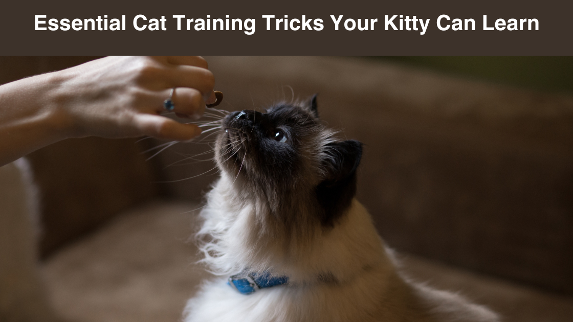 Essential Cat Training Tricks Your Kitty Can Learn by Furrytalez
