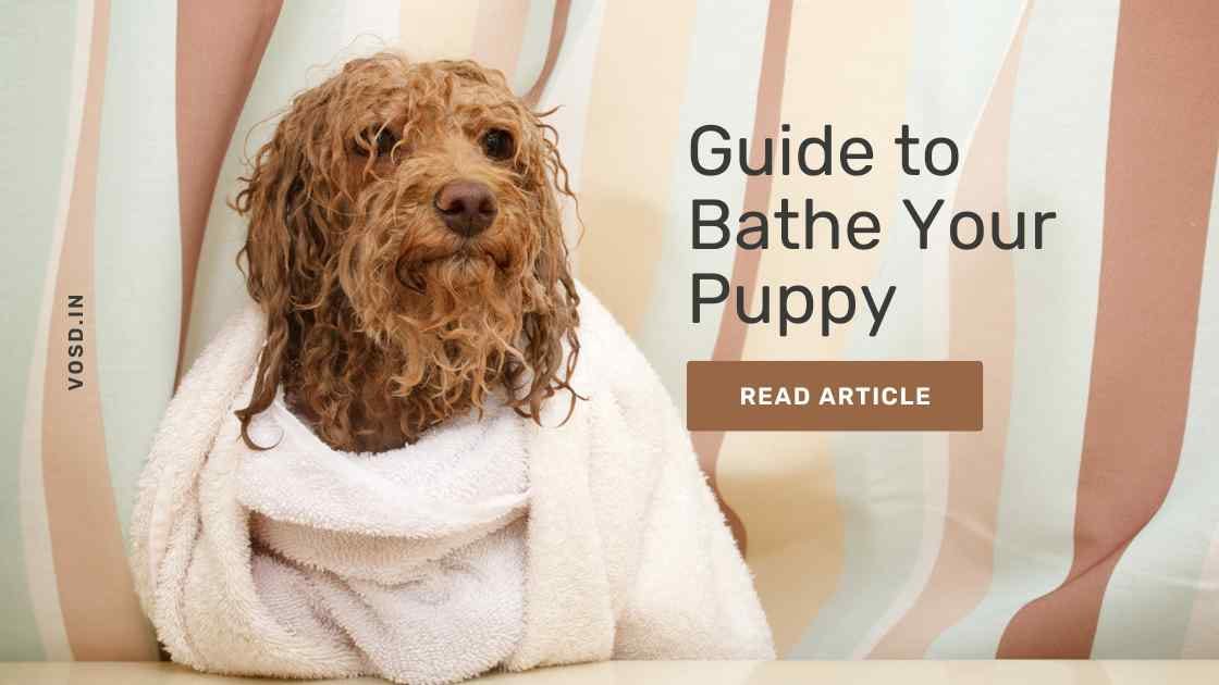 The Ultimate Guide to Bathing Your Puppy: Tips and Tricks  by Voice of Stray Dogs  Medium