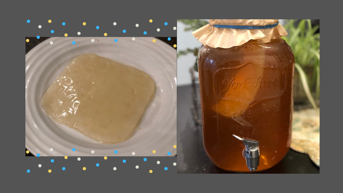 Lessons From Growing a Kombucha SCOBY, by Lois Melkonian