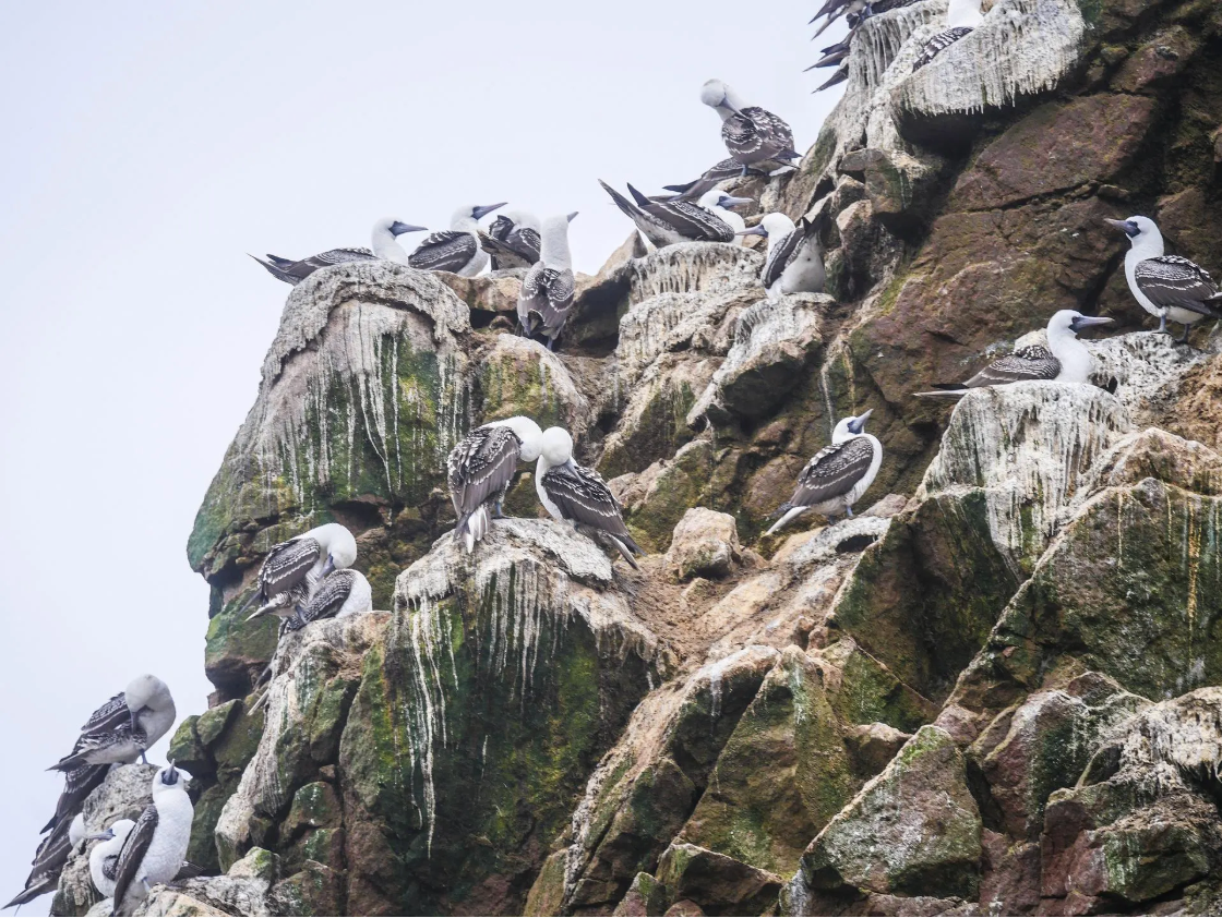 Peruvian boobies (Sula variegata) roosting on Islas Ballestas, a group of small islands near the town of Paracas on the south coast of Peru. These rocky islands are an important sanctuary for marine fauna and seabirds like the Guanay cormorant (Leucocarbo bougainvillii) or “guano bird” and the Peruvian booby. (CC0 via Max Pixel)
