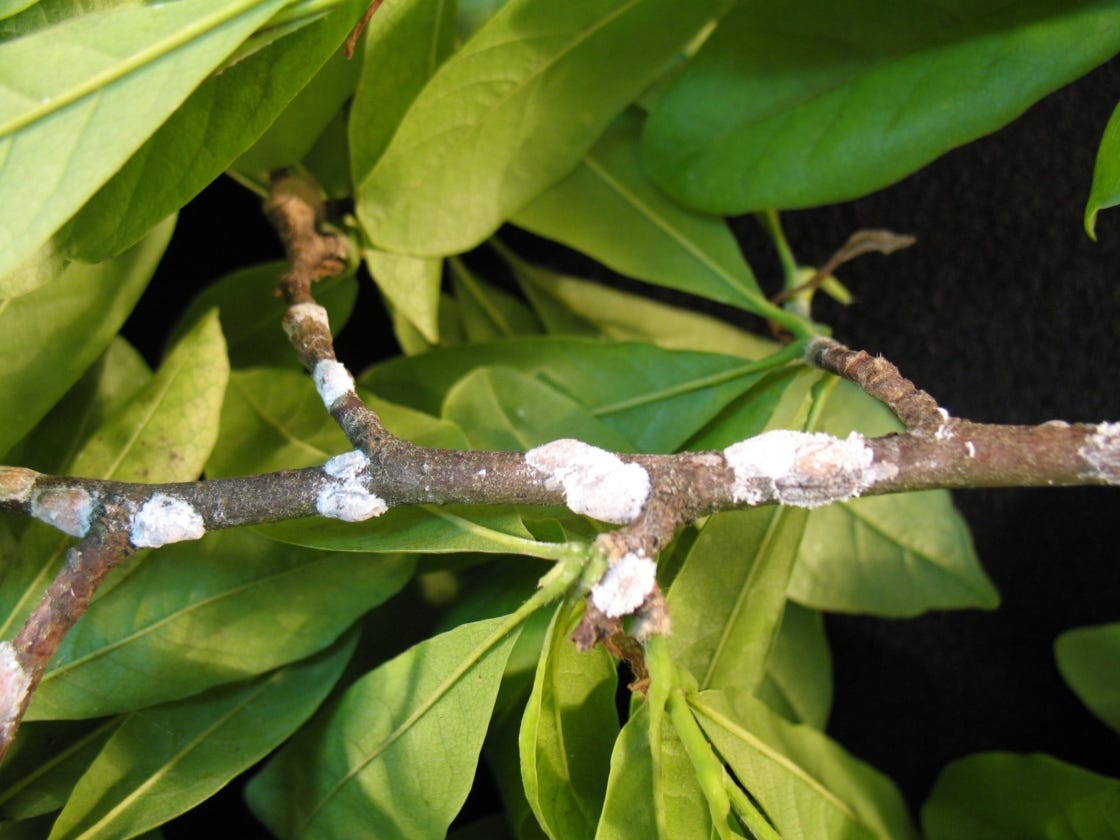 Magnolia Scale Treatment Tips and Techniques for a Healthy Garden by