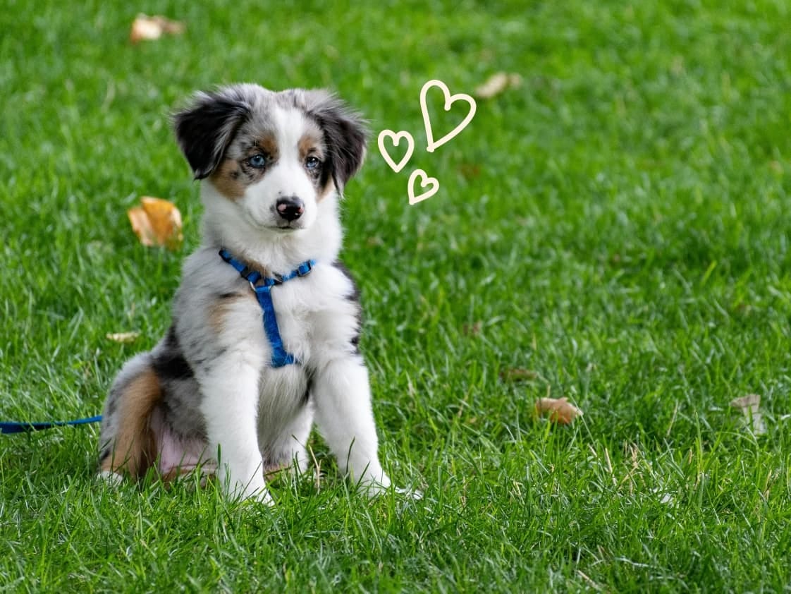 BROK — Hoe voed je jouw puppy op?