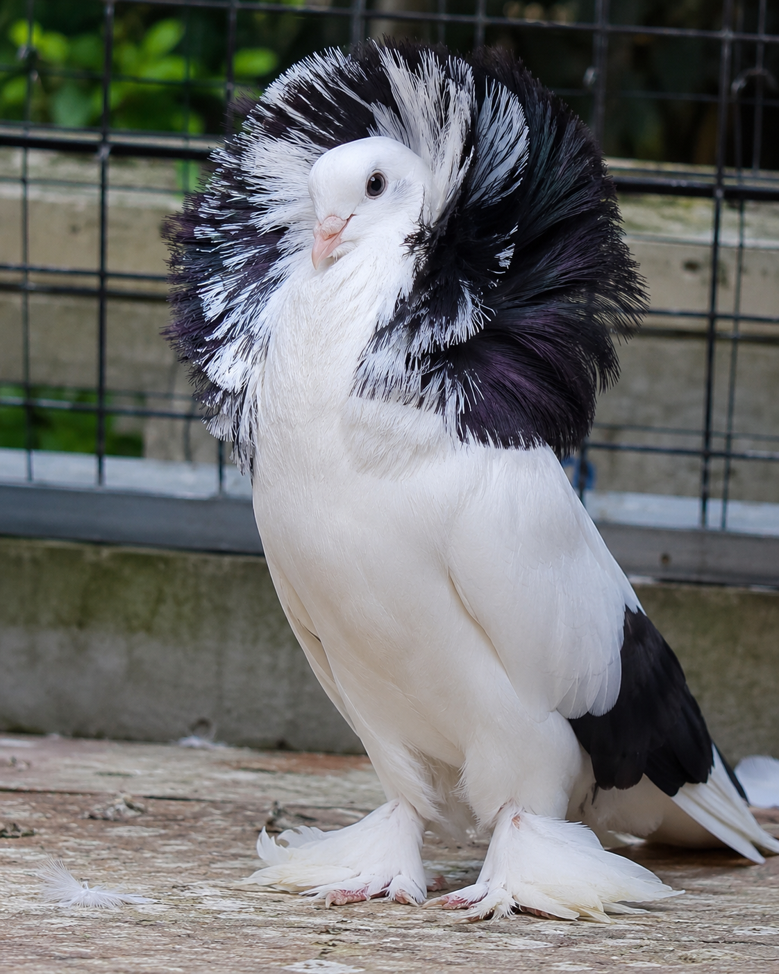 More Than Just a Beautiful Bird