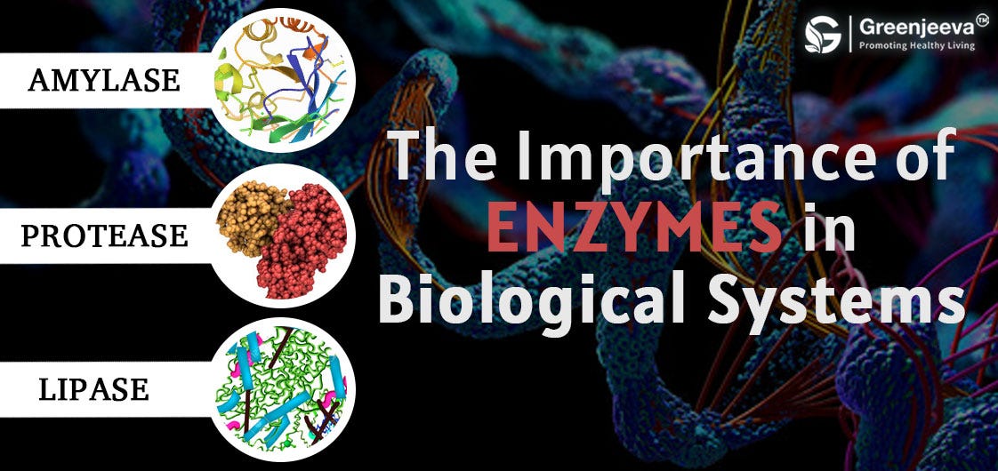 The Importance of Enzymes in Biological Systems by Green Jeeva LLC Feb, 2024 Medium