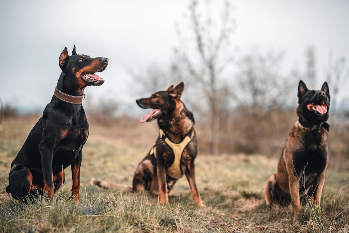 What to Look for When Choosing a Personal Protection Dog Breed by