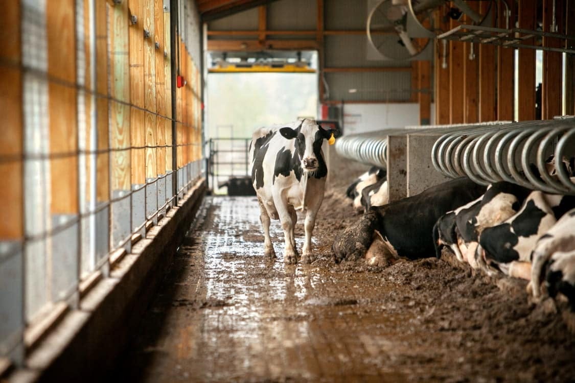 Safeguarding Agriculture: The Important Position of Farm Biosecurity ...