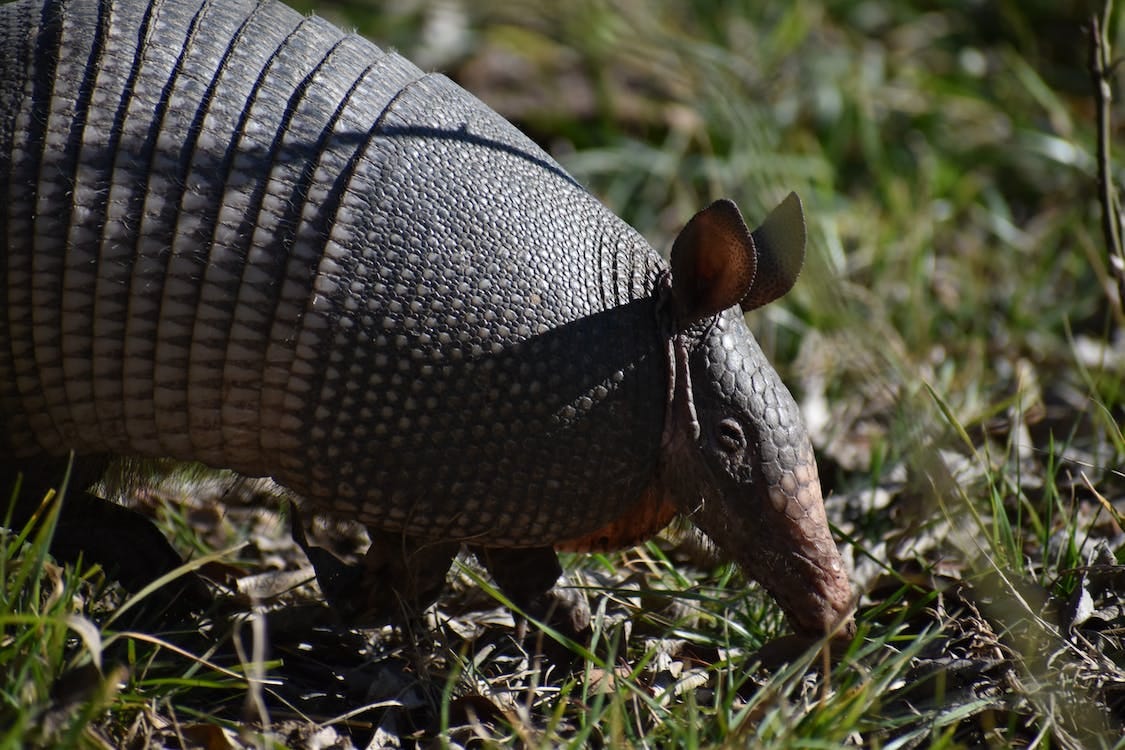 The Fascinating World of Armadillos An InDepth Look at These Quirky(02)
