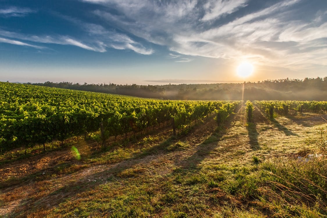 Vivaio di piante in Toscana