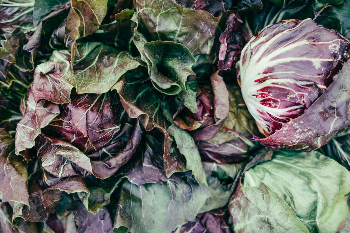 Come coltivare il radicchio