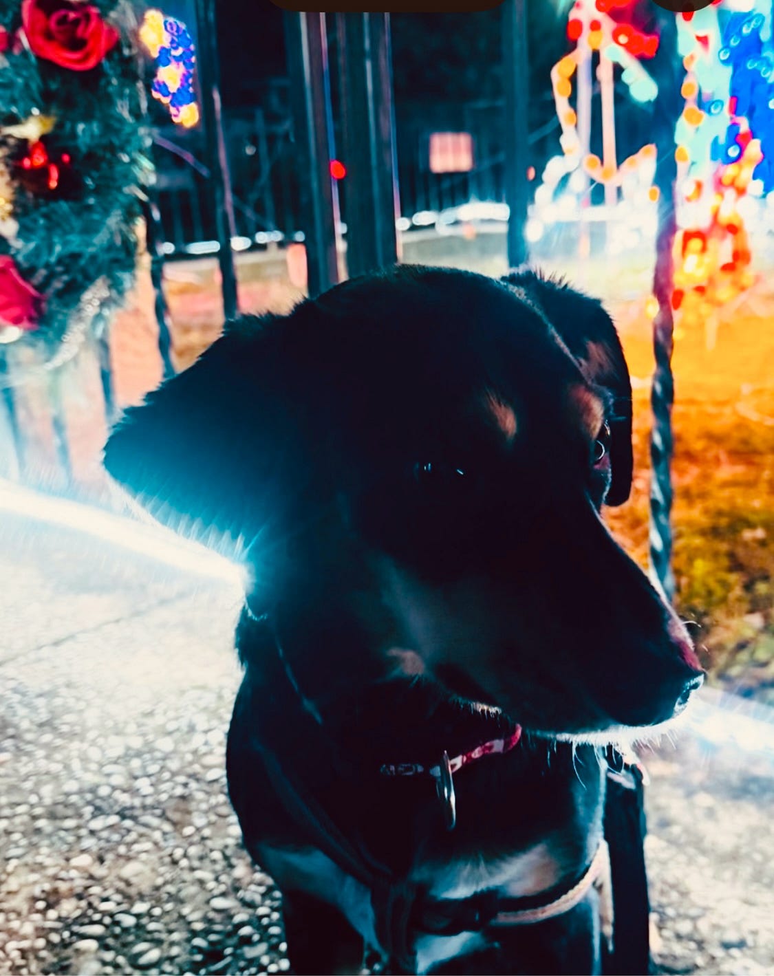 Annie: The Dog Who Thinks She Runs the House