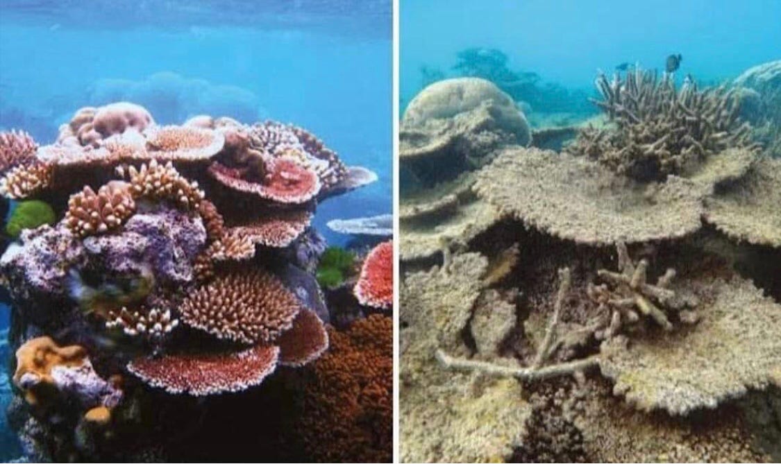 #10yearschallenge sau cum am distrus planeta in ultimii 10 ani