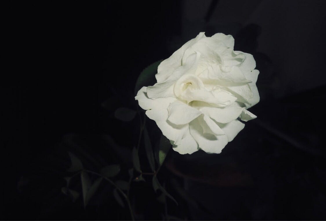 The Pretty Rose and Its Thorns