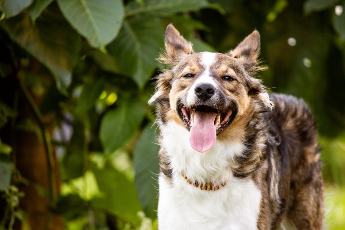 What is rabies, and how is it transmitted to dogs? | by Official Pet ...