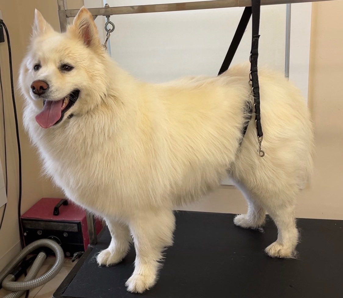 How to Find Good Dog Grooming Services In Montgomery?