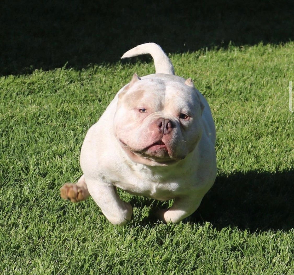Monitoring and Maintaining Your American Bully and Exotic Bully’s