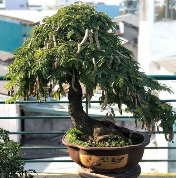 Tamarind bonsai care | by Bhupinder Singh | Medium