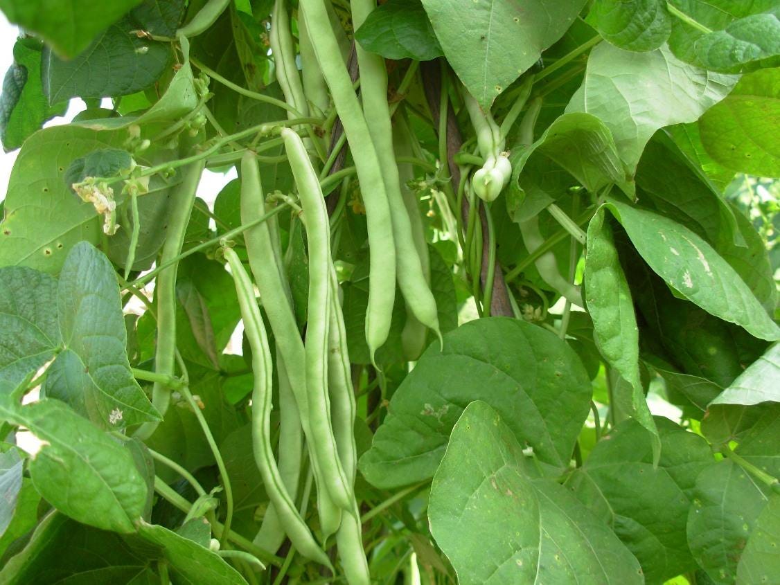 The Ultimate Guide to Growing Runner Beans in Pots by fengye May
