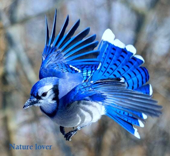 Blue jay…!!. The blue jay is a passerine bird in the…, by Mahnoor hussain