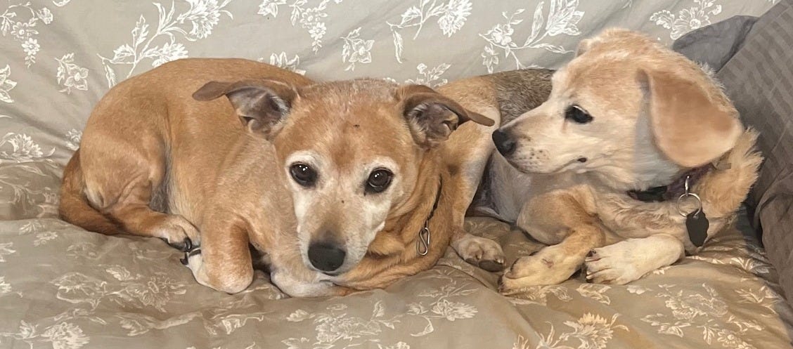 That’s Mr. Joe, left, and Cashew, aka The Little Woofette, resting on the futon in my office. I know they are judging me. (Photo by Michelle Teheux)