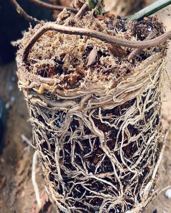 Grounds for Growth: Investigating Monstera's Response to Grounds | by Emily  Isabella | Medium