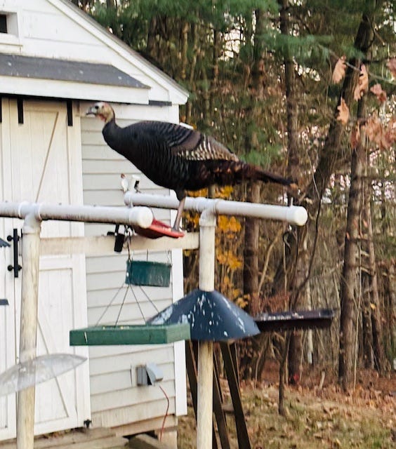 How Do You Feel About Turkeys as Backyard Visitors? | by Sarah