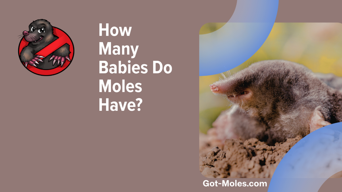 How Many Babies Do Moles Have? A Look at Life Underground