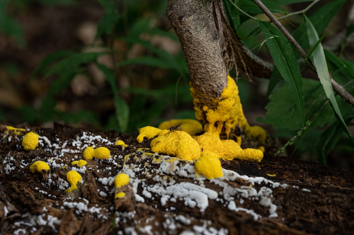 Slime Mold Growing Kit, Includes Instructions And Materials For