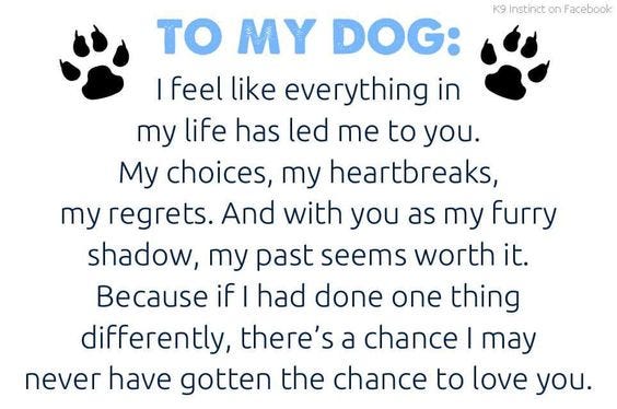 I'm in Love with a Dog. In just a few more hours my sweet… | by Danna Reich  Colman | Medium