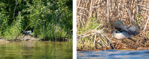two side by side photos of common loons sitting on nests