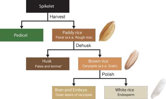 What To Pay Attention to in the Production Process of Rice Mill