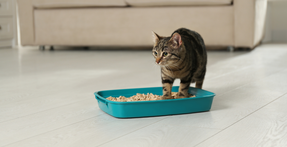 7 Tips to Prevent Your Cat from Urinating or Defecating Outside the