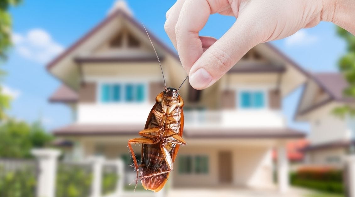 How to Get Rid of Roaches in Apartment? by Rents Medium