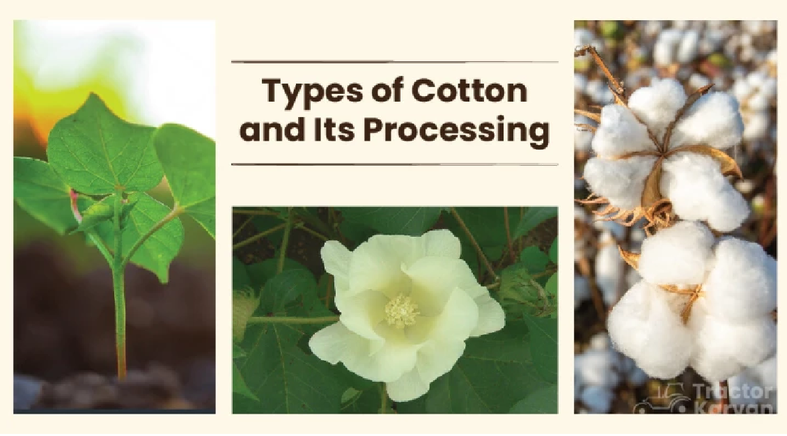 Do you know about the types of Cotton and Cotton Processing in India