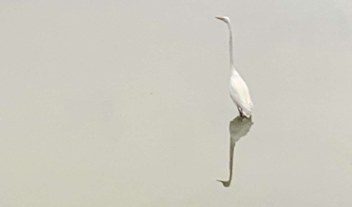 Egret in resaca by my home. Photo by author
