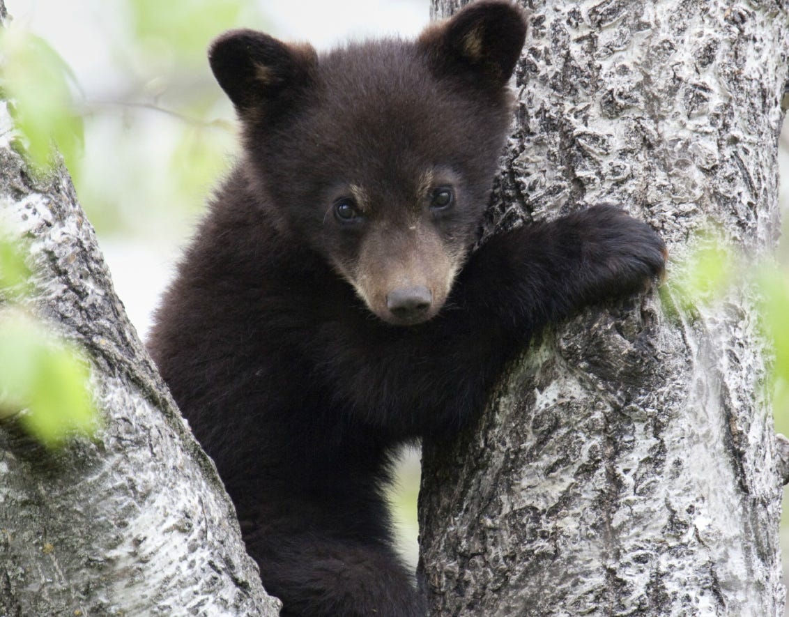 Help Protect Florida's Black Bears | by Conservancy of SWFL | Environmental Policy & Advocacy | Medium