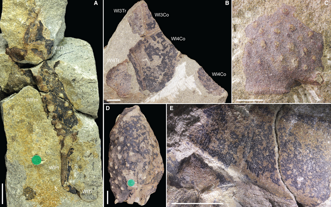 Various elements of Praearcturus gigas found in the Lochkovian St Maughan’s Formation of Rowlestone. Scale bar= 10mm Credit: Howard et al. 2026