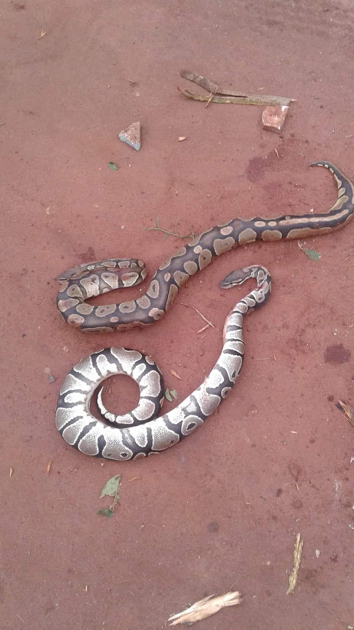 Of Pythons, Sacred Animals and Nigeria's Endangered Species; Success of ...