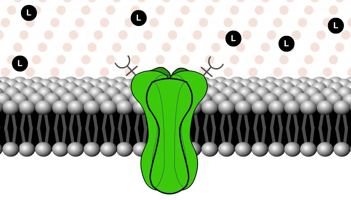 What are Ion-Channels?