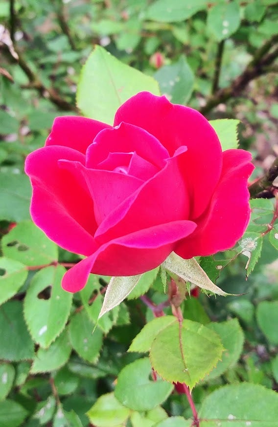 Stop and eat the roses? How to select & use edible roses in your garden. -  Tyrant Farms