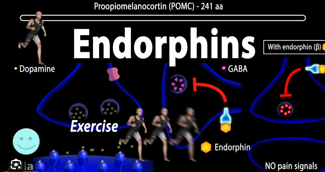 Endorphins. Understanding the biochemistry and… by Lloyd Sparks Medium