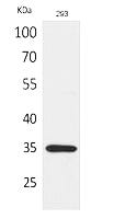 RANKL Polyclonal Antibody Review