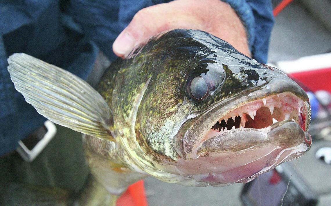 Walleye Slot Limit On Upper Red Lake by mentalcasino Medium
