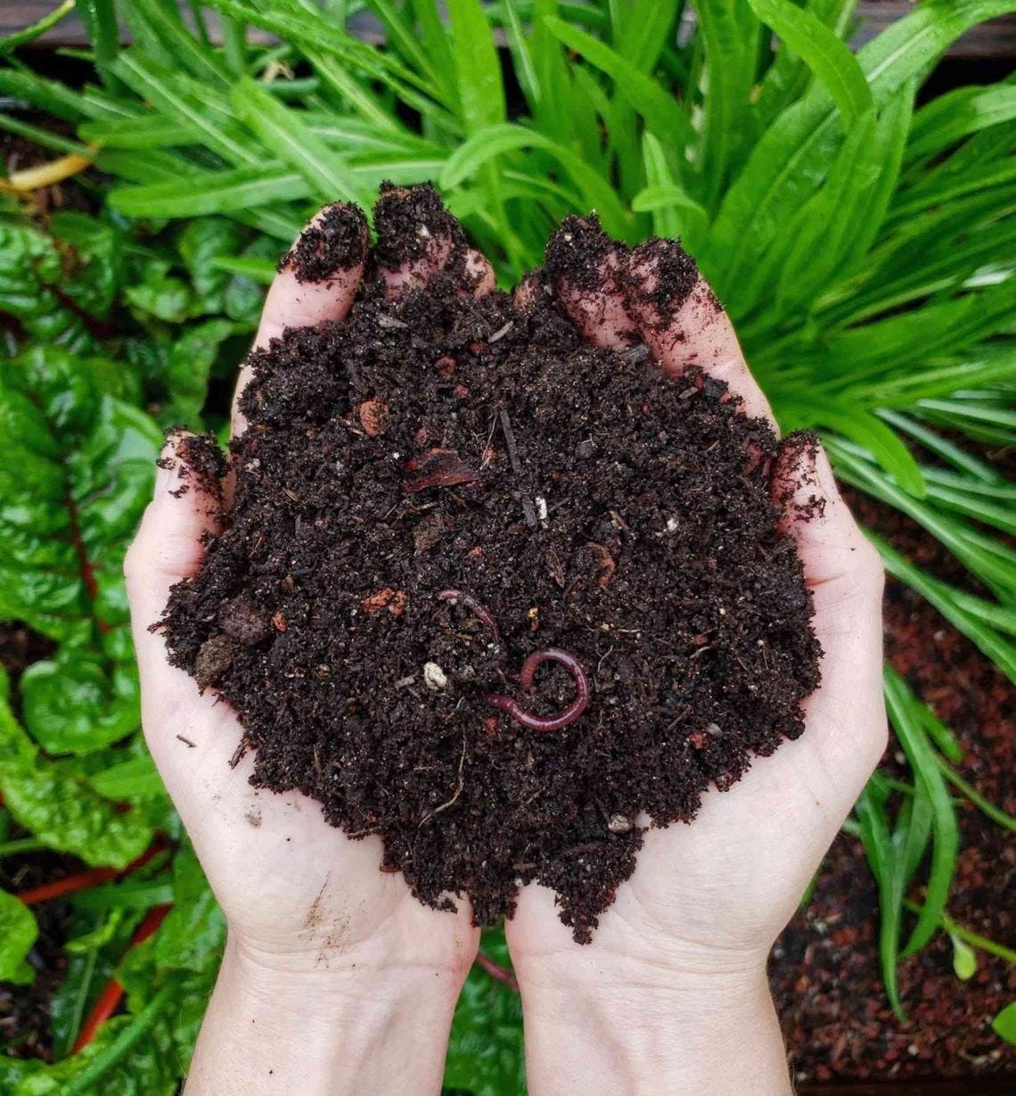 Composting. What is composting? Composting is the… by Mohika Medium