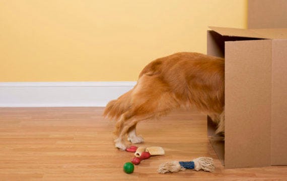 5 Incredible Mental Stimulation Games For Dogs., by Petperfect