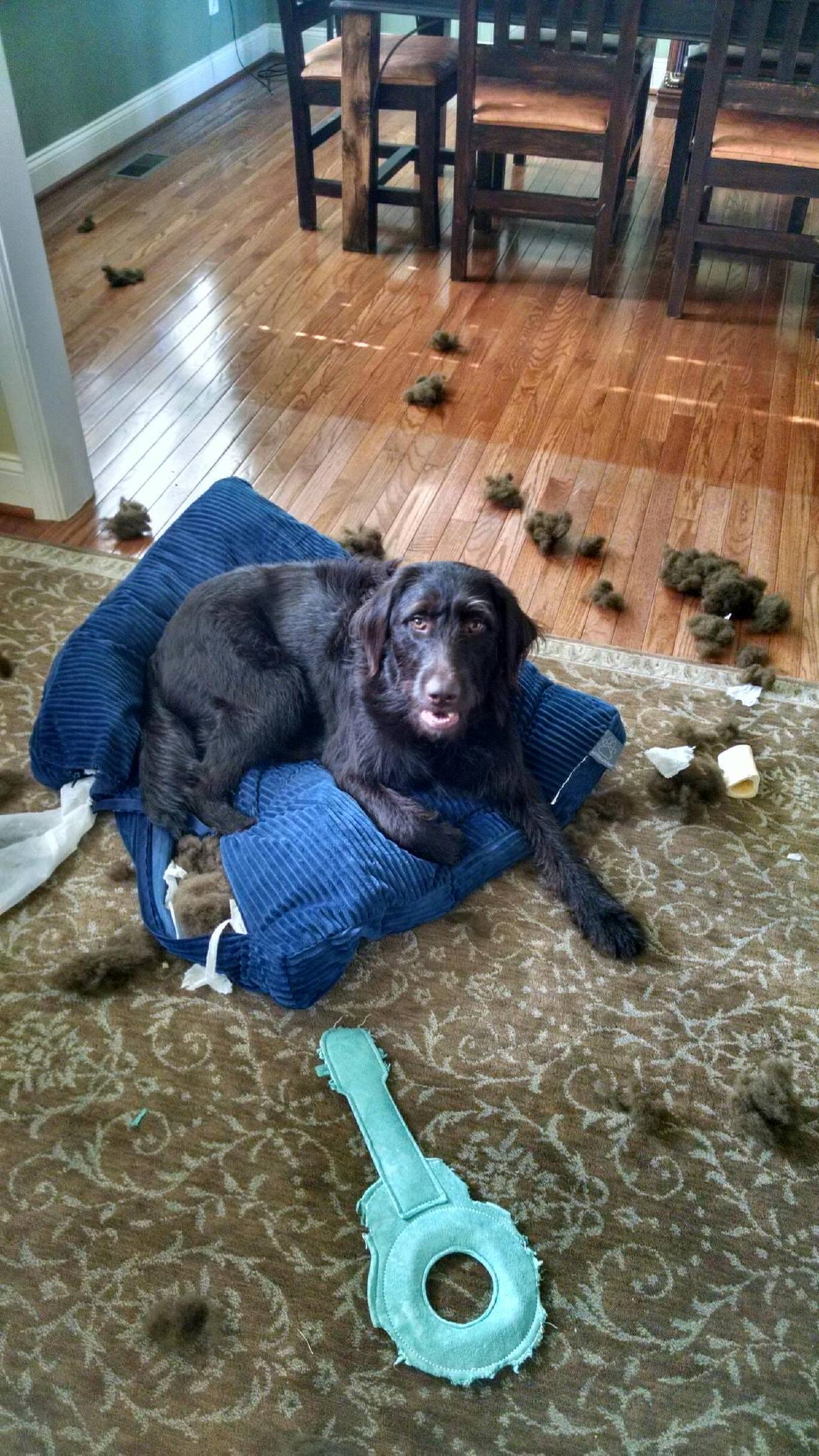 Teaching an old rescue dog new tricks by K. Pearson Brown Thrive