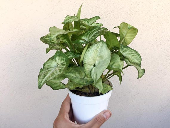 5 Common Houseplants Toxic to Children and Pets | by Succulent Studios |  Medium